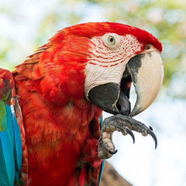 Bali Bird Park