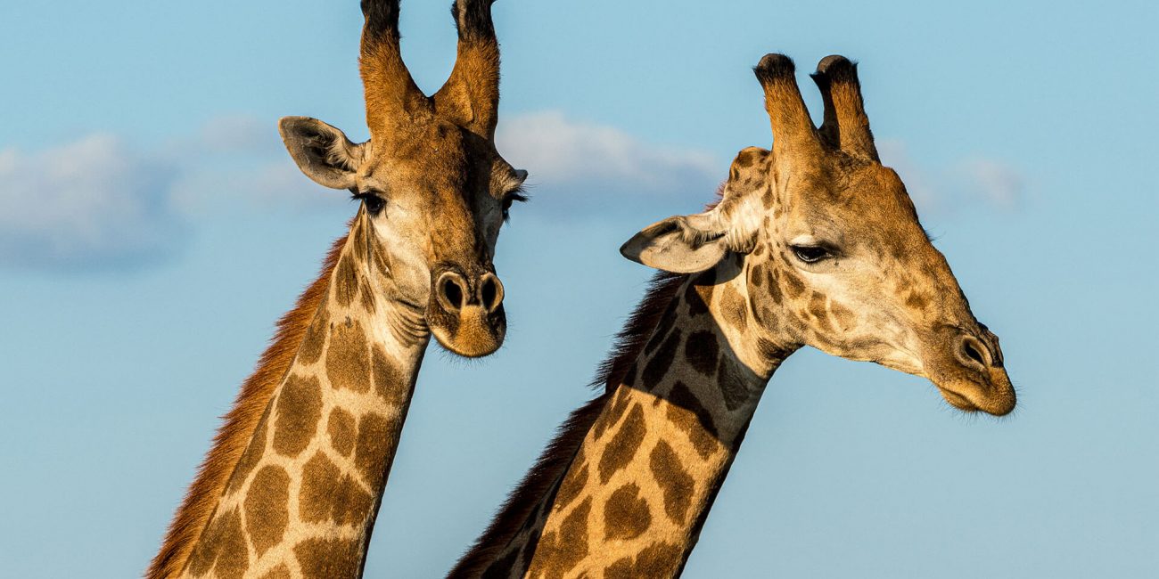Bali Safari and Marine Park